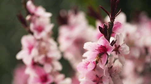  Honey Bee Stock Footage 50618730