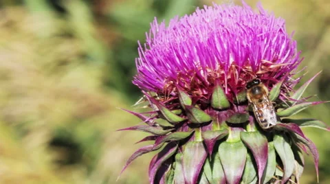 Honey Bee Stock Footage 50808599