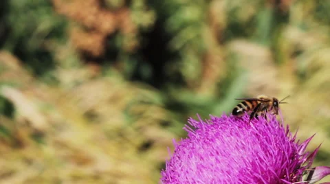 Honey Bee Video stock 50861613