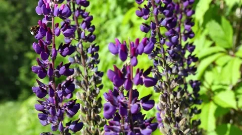 Honey bee Stock Footage 59859867