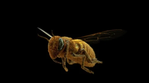 Honey Bee Video stock 100827560