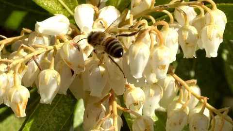 Honey bee Stock Footage 105226218