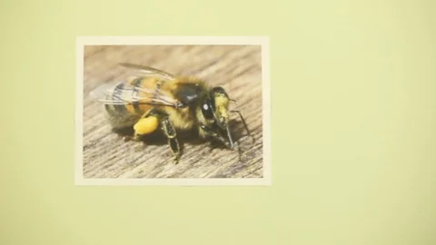 Honey Bee Stock Footage 106025029