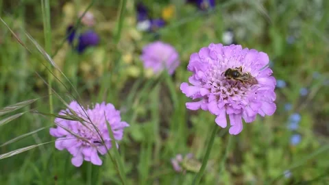 Honey bee Stock Footage 130572898