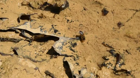 Honey bee Video stock 130753896