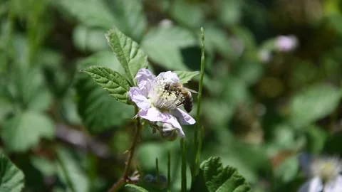 Honey bee Stock Footage 130757355