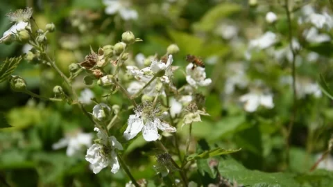 Honey bee Stock Footage 130897653