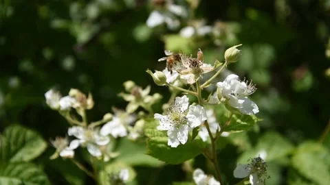 Honey bee Stock Footage 131085220