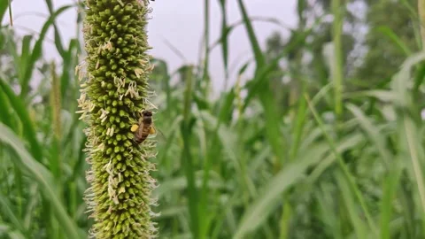 Honey Bee 動画素材 133395330