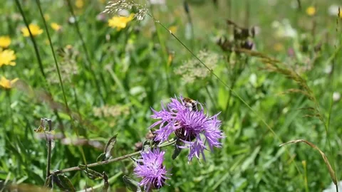 Honey bee Stock Footage 136853845