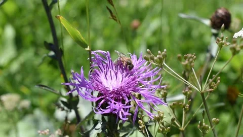 Honey bee Stock Footage 137277099