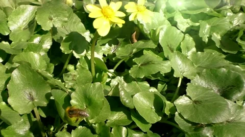 A honey bee Stock Footage 151553105