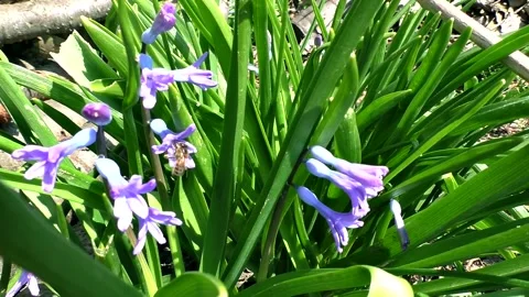 A honey bee Stock Footage 151553360