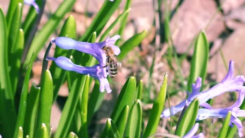 A honey bee Stock Footage 151553622