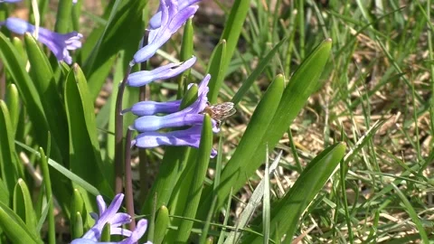 Honey bee Stock Footage 151953500