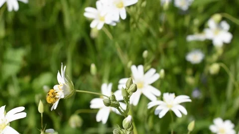 Honey bee Stock Footage 153014877