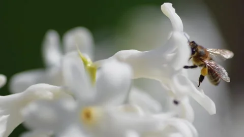 Honey bee Video stock 154400607