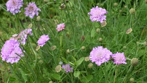 Honey bee Stock Footage 154898861