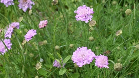 Honey bee Stock Footage 155026146