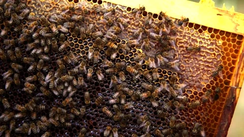 Honey bee Stock Footage 167103109