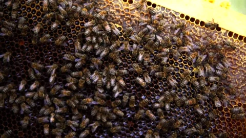 Honey bee Stock Footage 167103152