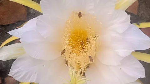 Honey Bee Video stock 202171480