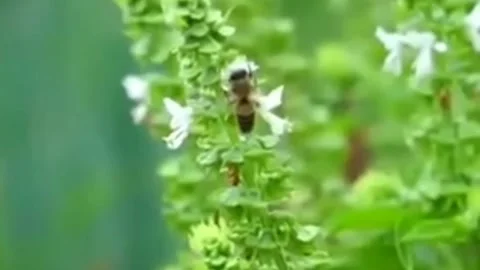 Honey bee Stock Footage 202198298