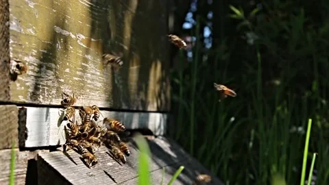 Honey bee Vídeos de archivo 217686205