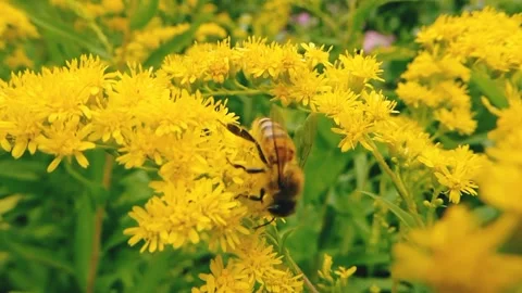 Honey bee Stock Footage 218411184