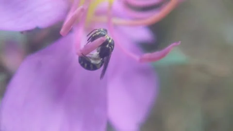Honey bee Stock Footage 249237402