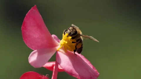 Honey Bee Stock Footage 331717167
