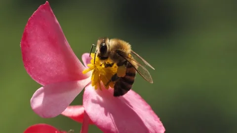 Honey Bee Vídeo Stock 333054267