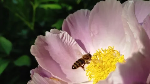 Honey bee foraging in flight over peony flower, slow motion Video stock 332157483