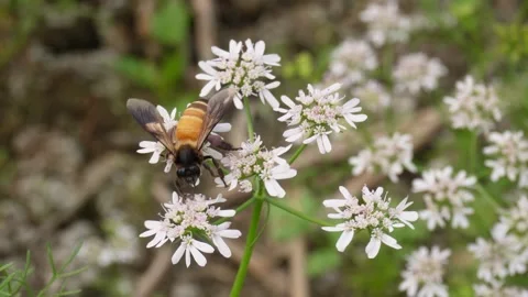 A honey bee is foraging Stock Footage 304057808