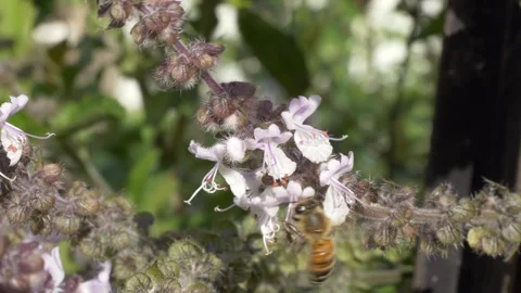 Honey Bee Foraging For Nectar On The Flowers Of Basil Plant. Close-up Shot Vídeos de archivo 331303988