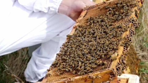 Honey Bee Frame with Hands Stock Footage 240645600
