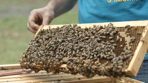 Honey Bee Frame Slow Motion Stock Footage 91042350