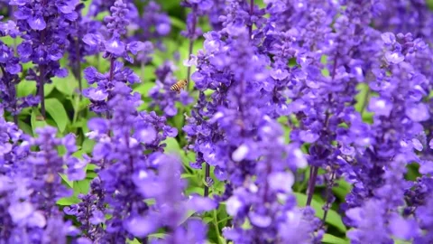 Honey Bee Gathering Nectar Among Blooming Purple Lavender and Sage Flowers Video stock 341921848