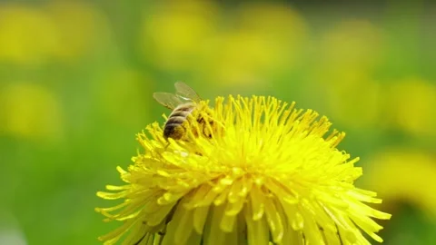 Honey Bee Gathering Nectar from Bright Dandelion Bloom Stock Footage 336715340