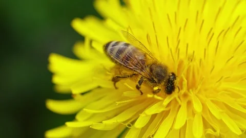 Honey Bee Gathering Nectar on Bright Dandelion Bloom Stock Footage 336716159