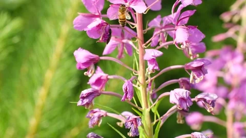 Honey bee gathering nectar from fireweed flowers Stock Footage 312567429