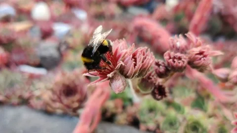 Honey Bee Gathering Nectar From a Flower of a Succulent Plant and Flying Away Stock Footage 134890102