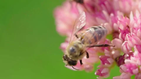 Honey bee gathering nectar. Stock Footage 142690471