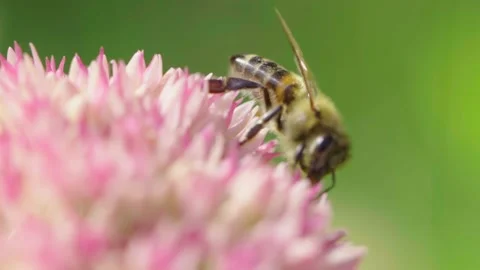 Honey bee gathering nectar. Stock Footage 142690509