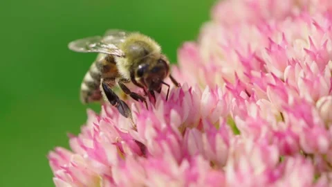Honey bee gathering nectar. Stock Footage 142690557