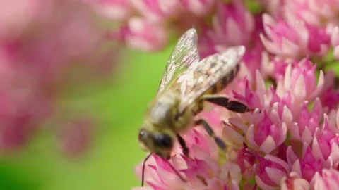 Honey bee gathering nectar. Stock Footage 142690598