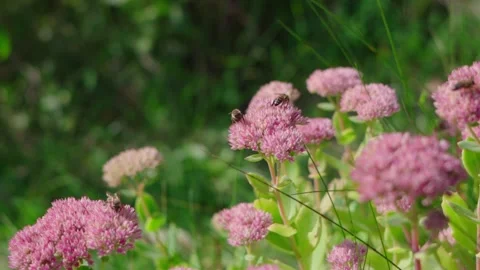 Honey bee gathering nectar. Stock Footage 142690602