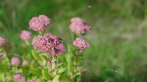 Honey bee gathering nectar. Stock Footage 142690903