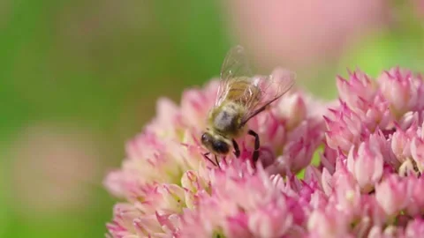 Honey bee gathering nectar. Stock Footage 142691048