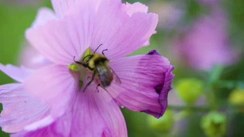 Honey Bee Gathering Nectar From Pink Flower And Flying Off 4K Stock Footage 136694545